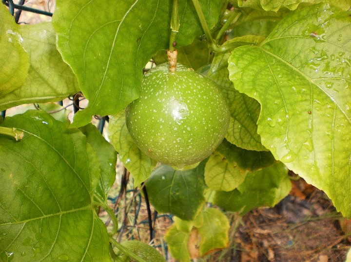 Passion fruit.JPG - Passionfruit